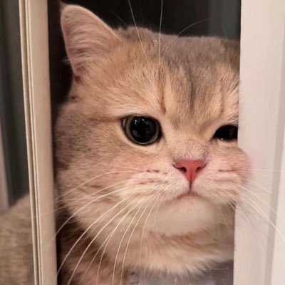 nn_2525_'s profile picture