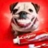 Фото профиля dog with a shiny teeth