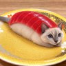 Profilbild von ねこおすし