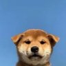 flashboy ᥫ᭡'s profile picture