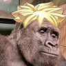 Sovy 🦍's profile picture