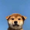 𝖍𝖆𝖟𝖊𝖊𝖒™ profil fotoğrafı