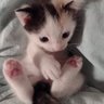 Фото профиля giulia