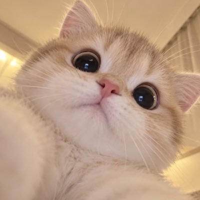 ayrinradaaa's profile picture