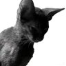 seven sen's profile picture