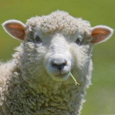 nichottv's profile picture