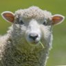 Nicho's profile picture
