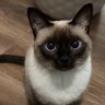 canibeacat profil fotoğrafı