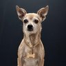 Jaxon Da Chi profil fotoğrafı
