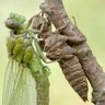 Green Darner's profile picture