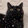 F a i t h 🌱🐱's profile picture