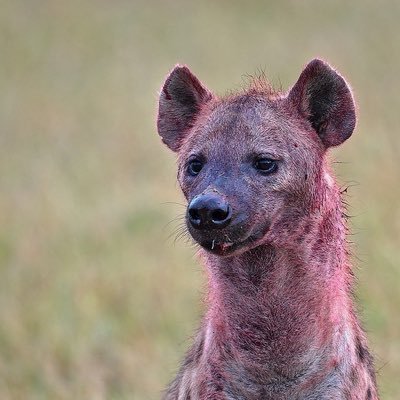 skiskiiksiks's profile picture