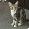 Chuckle Briefs's profile picture