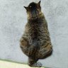Фото профиля メガネねこ