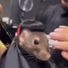 Rat 的头像