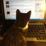 Profilbild von Tuxedo_Cat