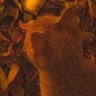 Фото профиля 🍂