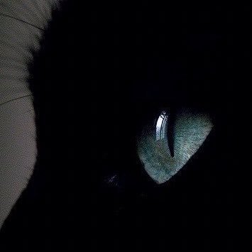 theaquariousmon's profile picture