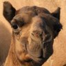 الجنـــوب العـــربي.ADEN's profile picture