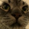 课代表爱修仙's profile picture