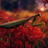 Фото профиля ねむねむ