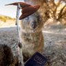 Фото профиля Spooky Quokka