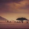 نواف ناصر profil fotoğrafı