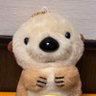 あしこう🦦💛/🥽🩵's profile picture