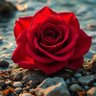 Фото профиля 🌹Azmerie🌹