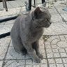我不是AI猫's profile picture