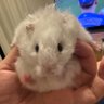 ほいっぷ profil fotoğrafı