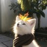 Profilbild von Ilya_Polyak