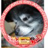 くま犬【ポメ】 的头像