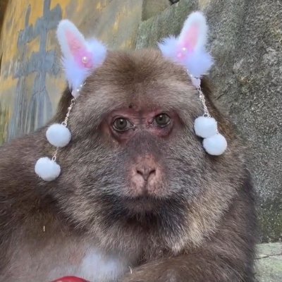 mídias xingxing's profile picture