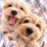Dog Mom Japan🐶🇯🇵's profile picture