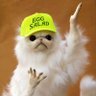 MayoMonkey2: ElectricBoogaloo 🐰's profile picture