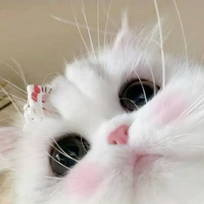 จจ..✿◡̈'s profile picture