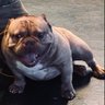 Demarco Ryder profil fotoğrafı