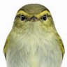 田大富 profil fotoğrafı