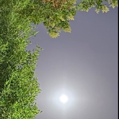 ســارا's profile picture