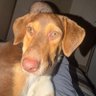 Mastiga samba's profile picture