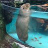 すけお 的头像