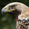Фото профиля Aigle Impérial