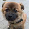 小坏狗球球🐕 profil fotoğrafı