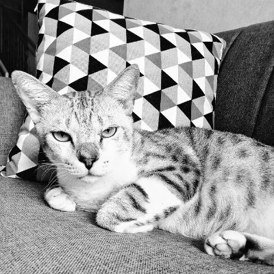 ᓚᘏᗢ ʳᶦᶻᶻ ʳᵒᵃᵐᵉʳ ₍^. .^₎Ⳋ 🐾🐈's profile picture
