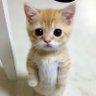 🇰🇼 profil fotoğrafı