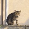 Profilbild von 🐈