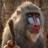 The Raw Rafiki 的头像