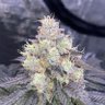 doctor_dc23 的头像