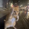 Sei lá porra profil fotoğrafı